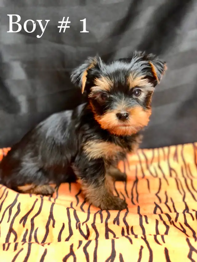 Purebred YORKSHIRE TERRIER PUPPIES - Photo 4