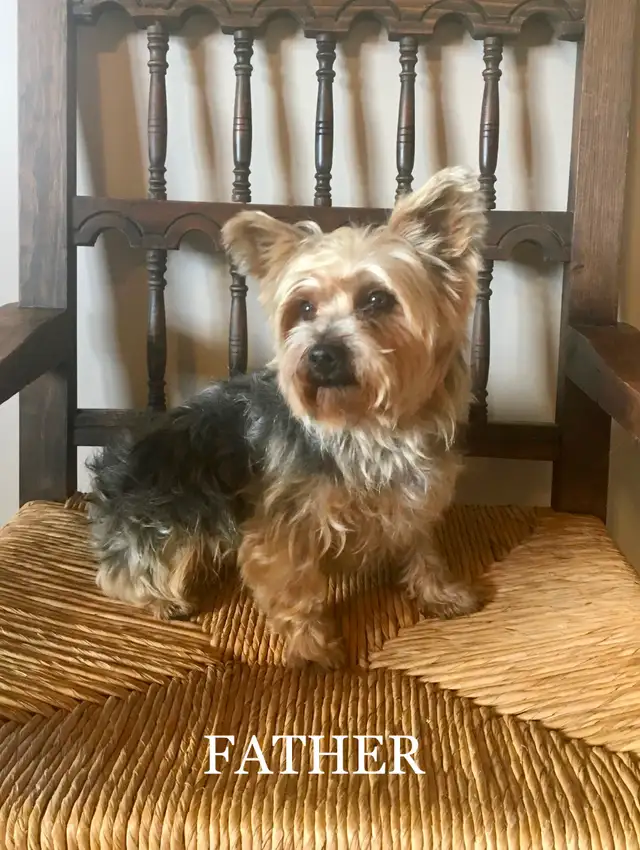 Purebred YORKSHIRE TERRIER PUPPIES - Photo 5
