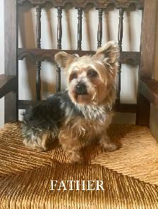 Purebred YORKSHIRE TERRIER PUPPIES - Photo 5