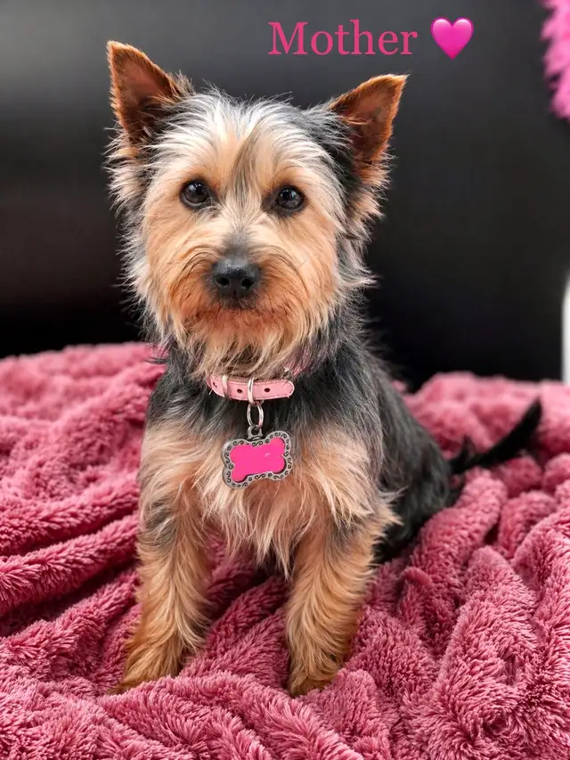 Purebred YORKSHIRE TERRIER PUPPIES - Photo 6