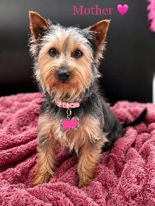 Purebred YORKSHIRE TERRIER PUPPIES - Photo 6