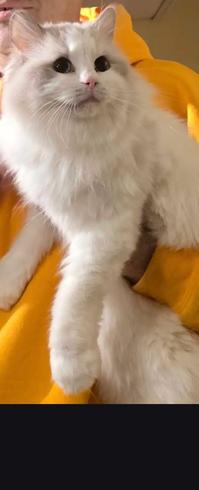 Ragdoll for Free