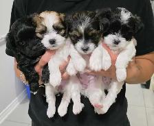 Puppies for sale! Shipoo and Biewer mix! Puppy