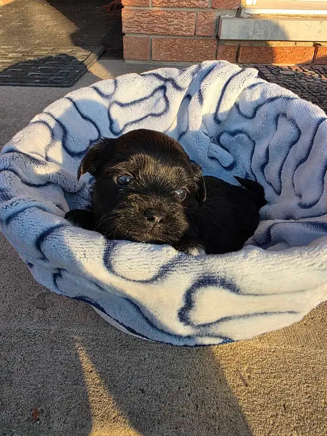 Puppies for sale! Shipoo and Biewer mix! Puppy - Photo 6