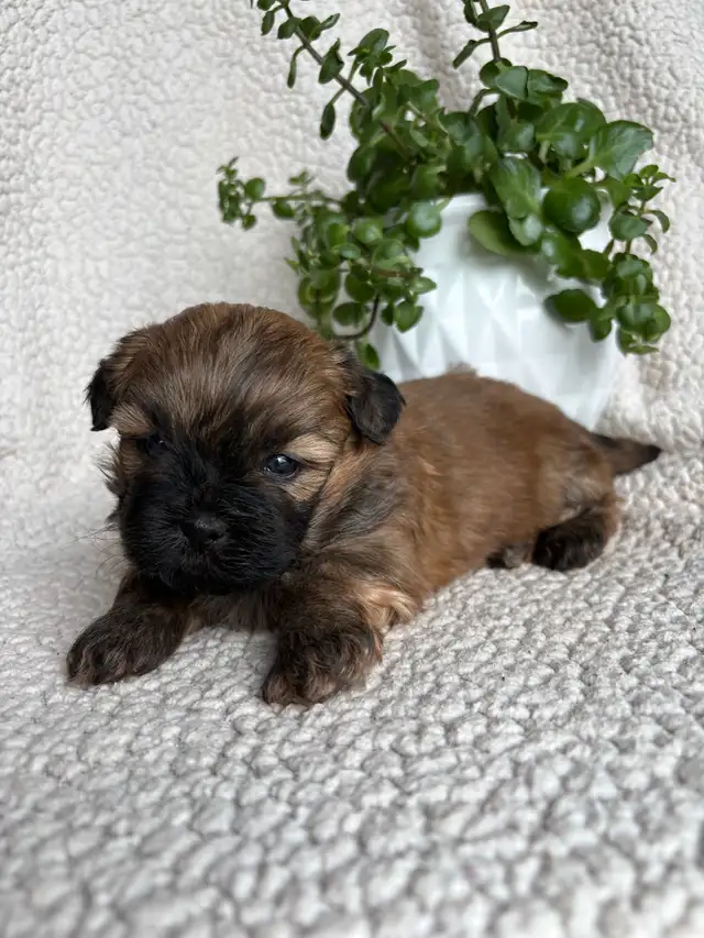 Shitzu Maltese Pups - Photo 3