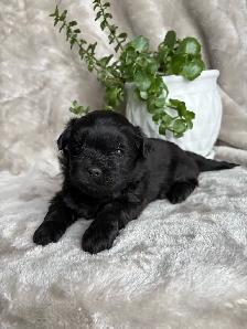 Shitzu Maltese Pups - Photo 4