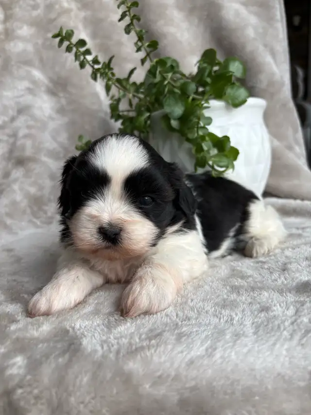 Shitzu Maltese Pups - Photo 5