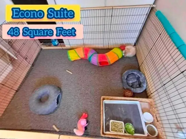 Rabbit Boarding & Training . XXL Private Rooms. 24/7 Love  Care - Photo 3