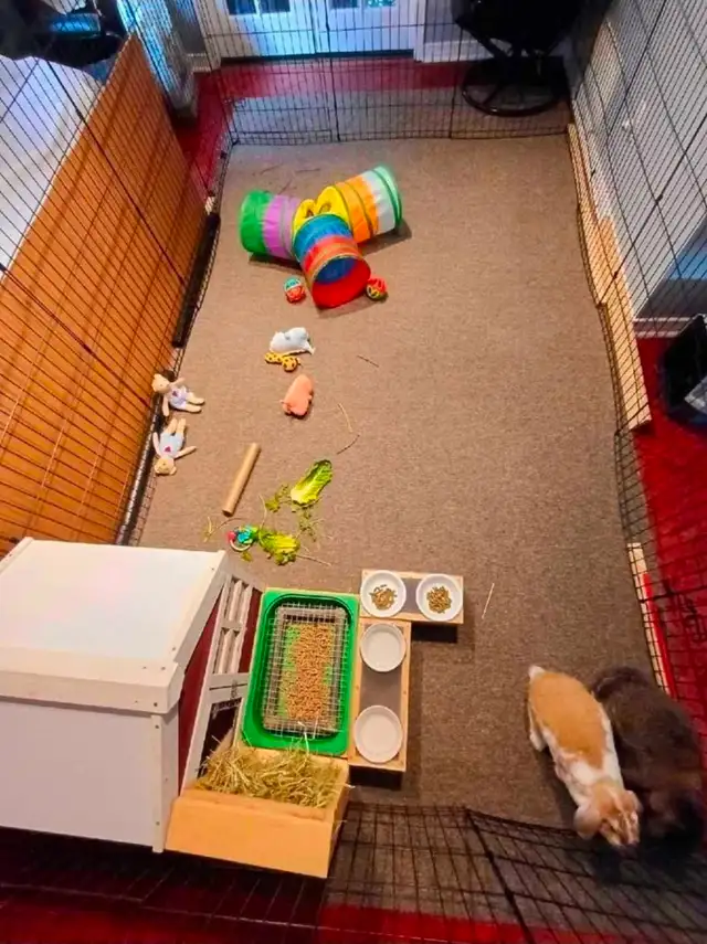 Rabbit Boarding & Training . XXL Private Rooms. 24/7 Love  Care - Photo 8
