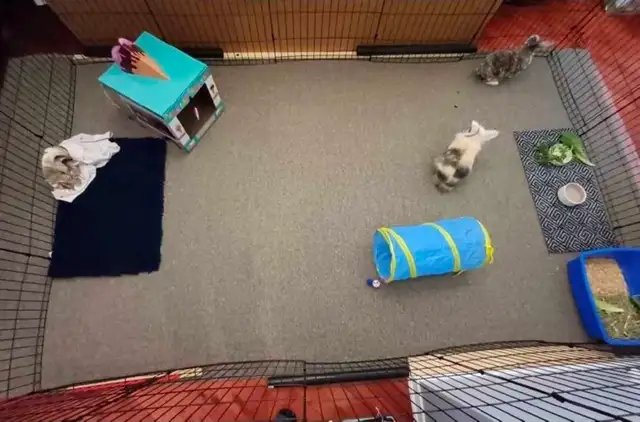 Rabbit Boarding & Training . XXL Private Rooms. 24/7 Love  Care - Photo 10