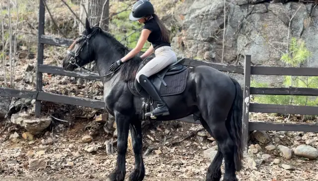 2021 Imported Canadian Warmblood (Friesian Sport Horse)