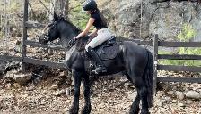 2021 Imported Canadian Warmblood (Friesian Sport Horse)
