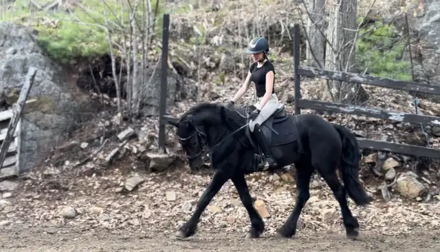 2021 Imported Canadian Warmblood (Friesian Sport Horse) - Photo 2