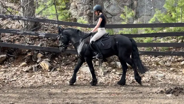 2021 Imported Canadian Warmblood (Friesian Sport Horse) - Photo 3