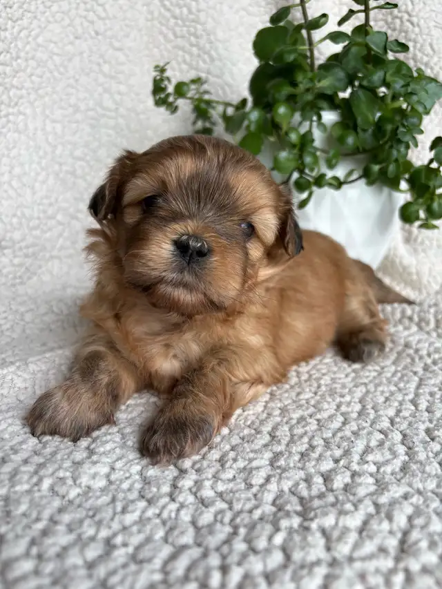 Shitzu Maltese Pups