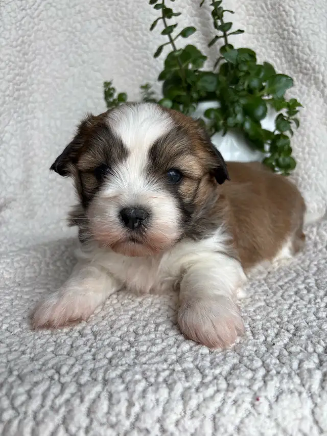 Shitzu Maltese Pups - Photo 2