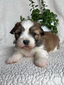 Shitzu Maltese Pups - Photo 2