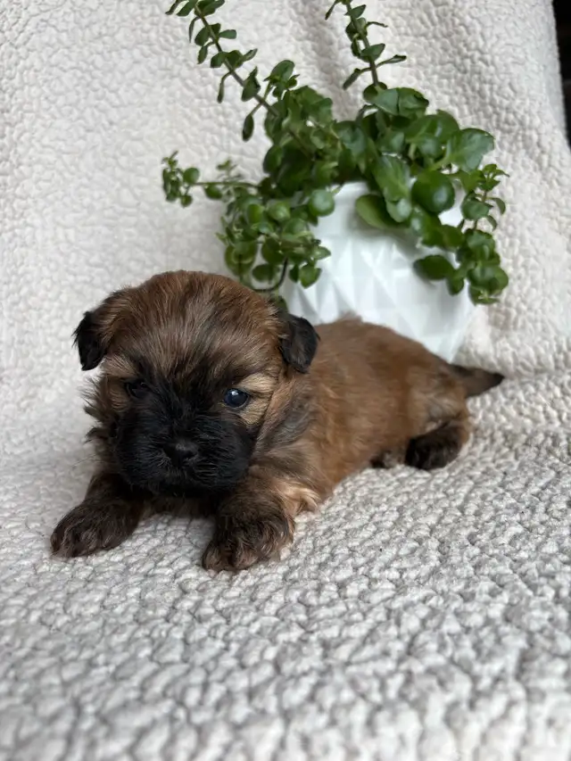 Shitzu Maltese Pups - Photo 3