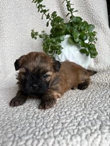 Shitzu Maltese Pups - Photo 3