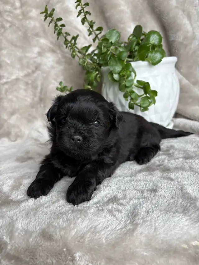 Shitzu Maltese Pups - Photo 4