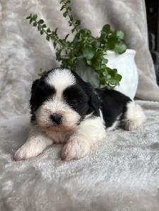 Shitzu Maltese Pups - Photo 5
