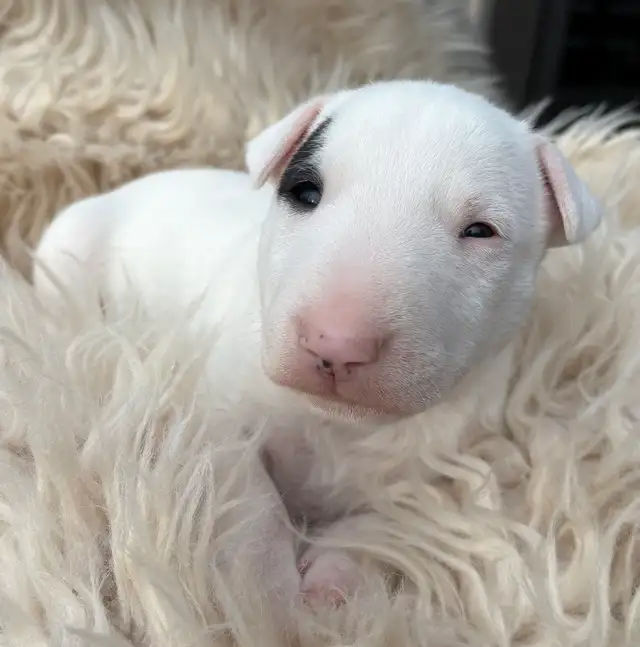 Last available male  Bull Terrier Puppy