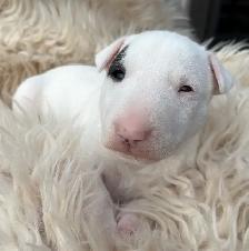 Last available male  Bull Terrier Puppy