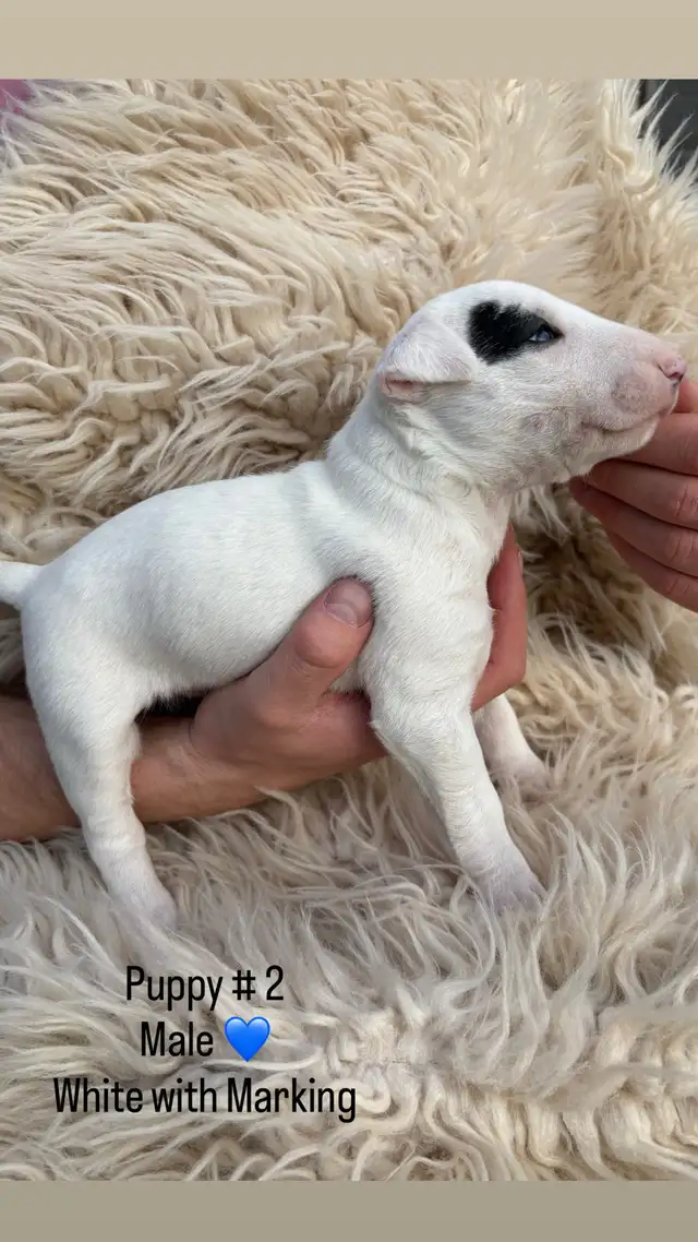 Last available male  Bull Terrier Puppy - Photo 2