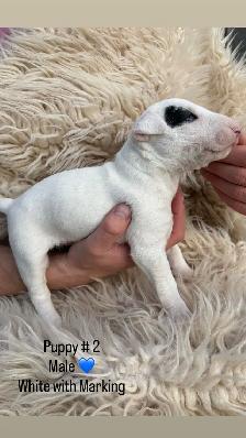 Last available male  Bull Terrier Puppy - Photo 2