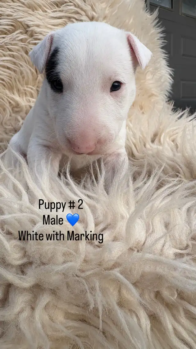 Last available male  Bull Terrier Puppy - Photo 3