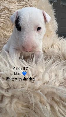 Last available male  Bull Terrier Puppy - Photo 3