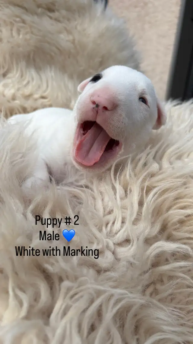 Last available male  Bull Terrier Puppy - Photo 4