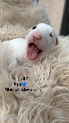 Last available male  Bull Terrier Puppy - Photo 4