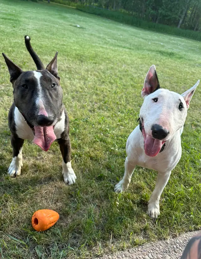 Last available male  Bull Terrier Puppy - Photo 5