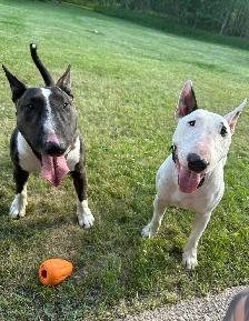Last available male  Bull Terrier Puppy - Photo 5