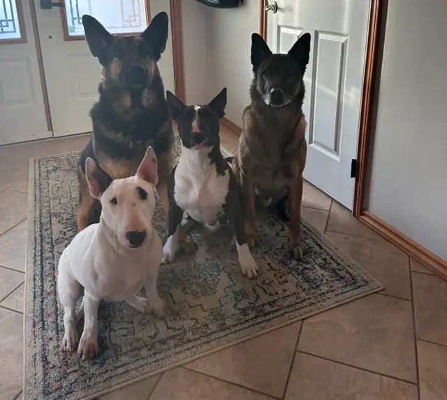 Last available male  Bull Terrier Puppy - Photo 6