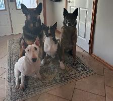 Last available male  Bull Terrier Puppy - Photo 6