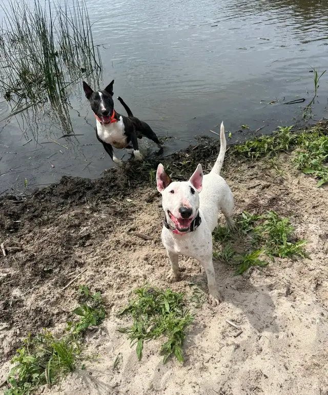 Last available male  Bull Terrier Puppy - Photo 7