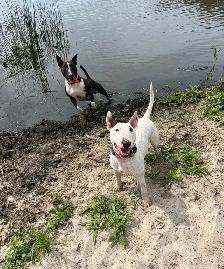 Last available male  Bull Terrier Puppy - Photo 7
