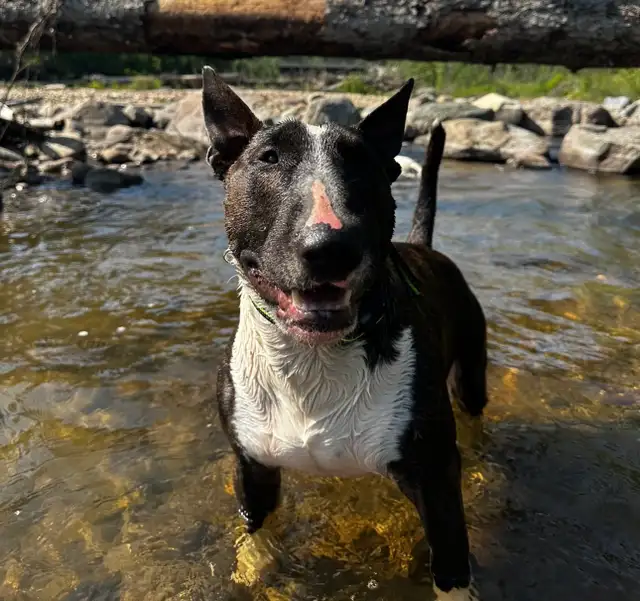 Last available male  Bull Terrier Puppy - Photo 8