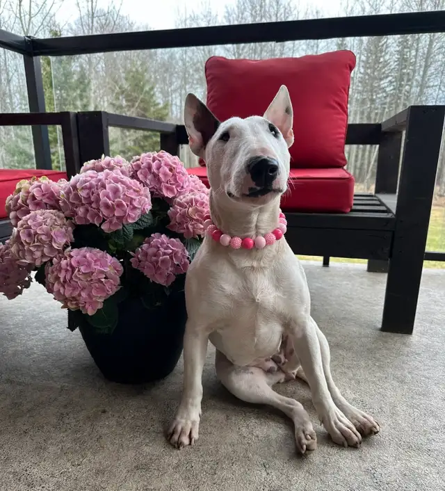 Last available male  Bull Terrier Puppy - Photo 9