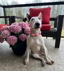 Last available male  Bull Terrier Puppy - Photo 9