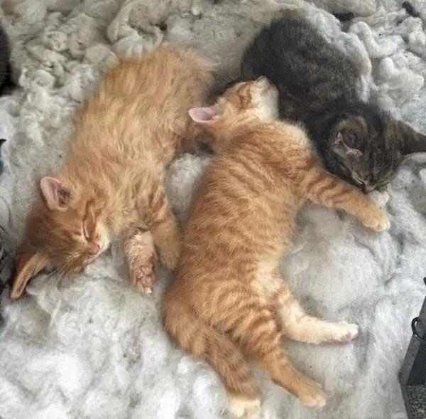 Maine coon cross kittens!