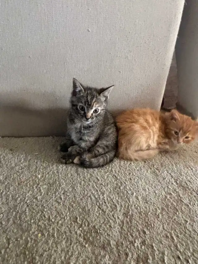 Maine coon cross kittens! - Photo 2