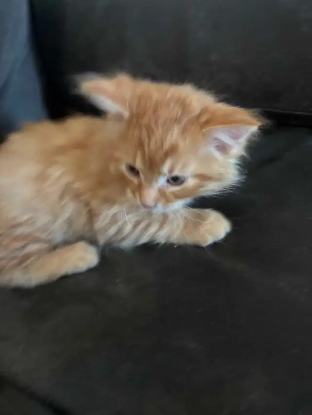 Maine coon cross kittens! - Photo 4