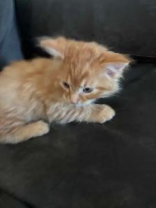 Maine coon cross kittens! - Photo 4