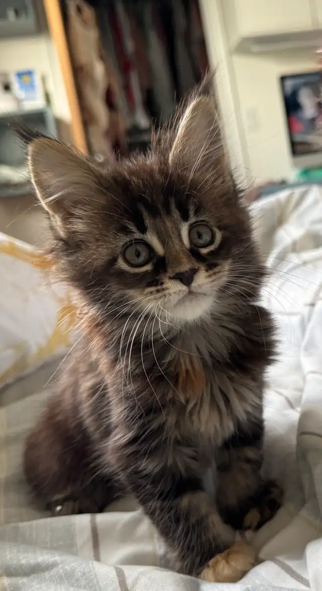 CCA Maine Coon Kittens: Ready Now & June Reservation