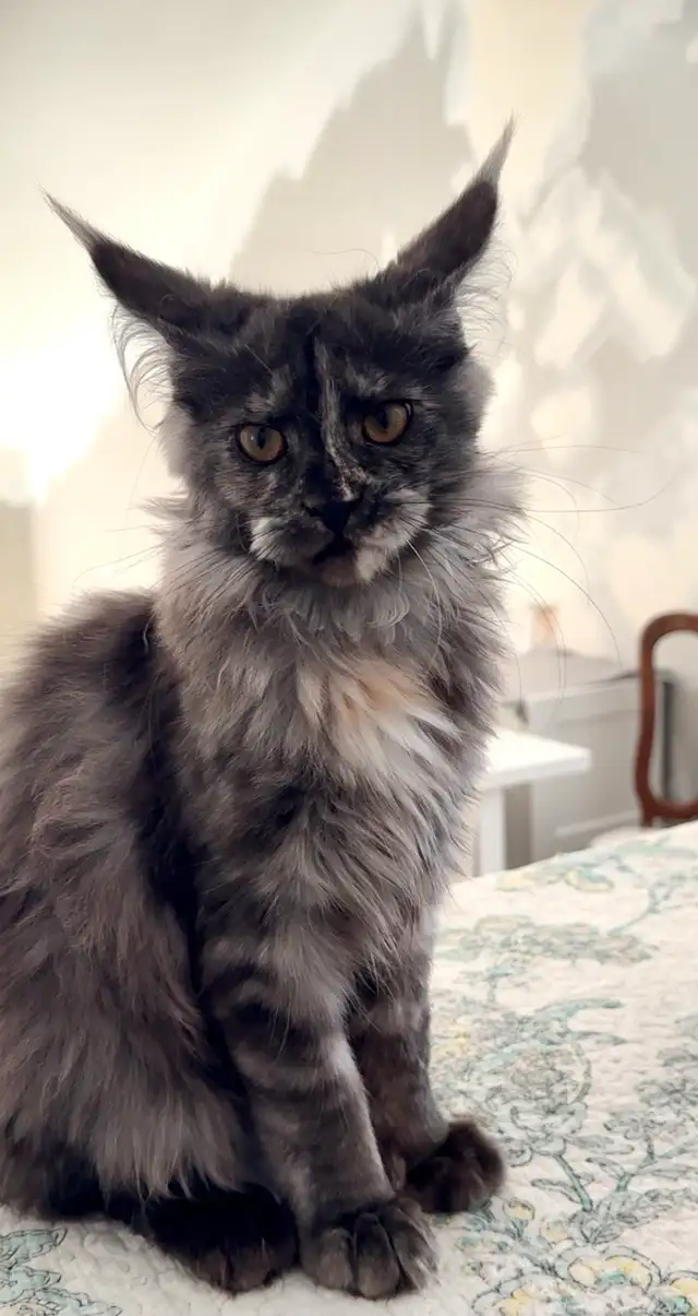 CCA Maine Coon Kittens: Ready Now & June Reservation - Photo 2