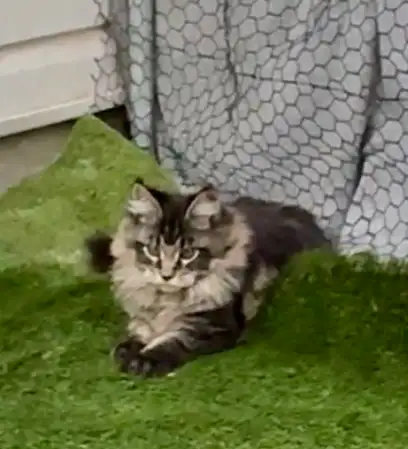 CCA Maine Coon Kittens: Ready Now & June Reservation - Photo 6