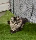 CCA Maine Coon Kittens: Ready Now & June Reservation - Photo 6